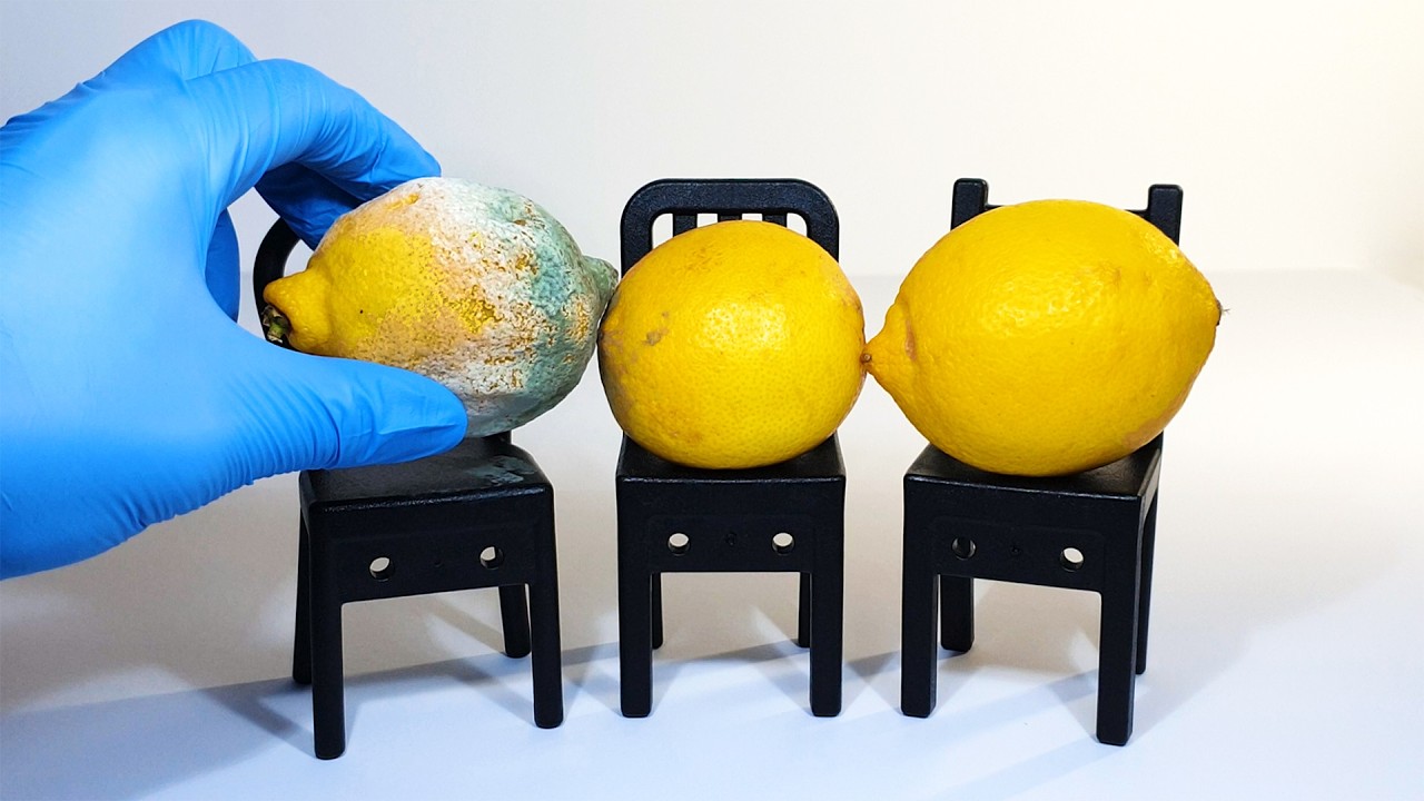 Feeding my pet mold some fresh lemons