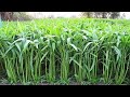 How to grow water spinach from the seeds to ha harvest fast  kang kong growing fast only 20 days