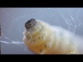 Sericulture 1-Silkworms Feeding Process