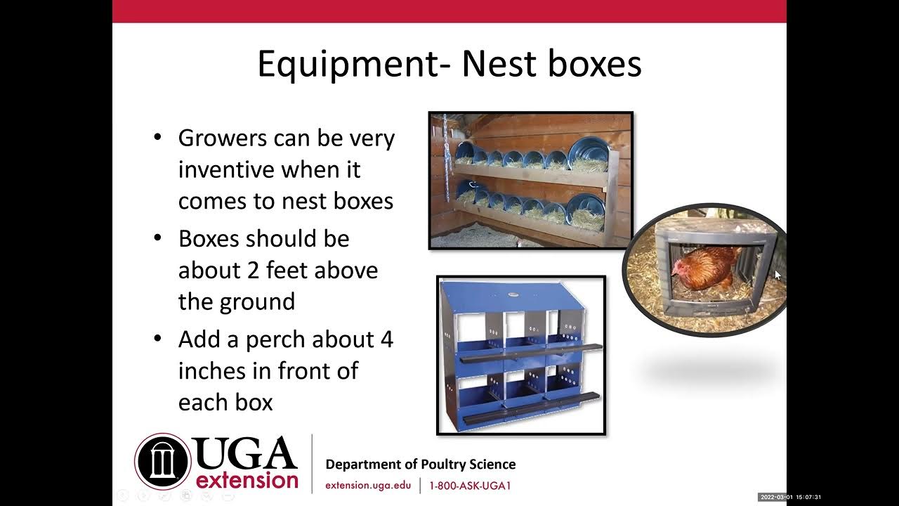 BMP for small scale egg producers YouTube