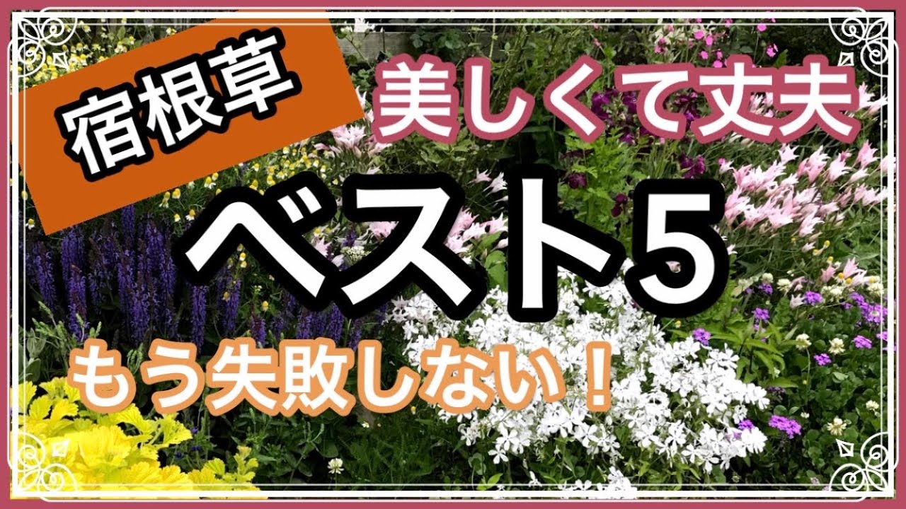 失敗の中から厳選 宿根草ベスト５ 秋に植えたい 丈夫で美しい宿根草 球根 Youtube