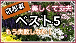 《失敗の中から厳選！宿根草ベスト５》秋に植えたい／丈夫で美しい宿根草（球根）