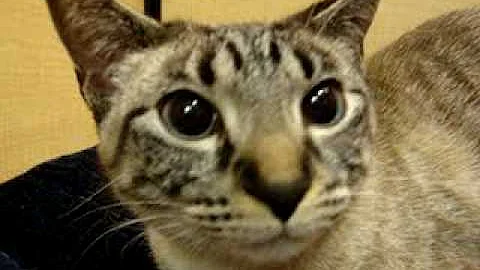 Video 11788421: oriental shorthair cat, tabby oriental, lynx point kittens, beautiful lynx, rare cat, kitten home