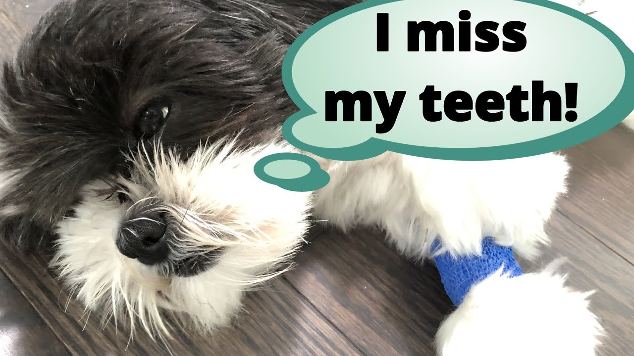 Shih Tzu Has Dental Surgery! Rescue Dog Gets First Teeth Cleaning