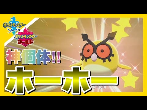 神個体の色違いホーホーを出してしまう男 ポケモン剣盾 Youtube