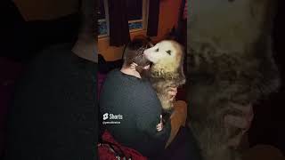 Opossum Snuggles with Girl