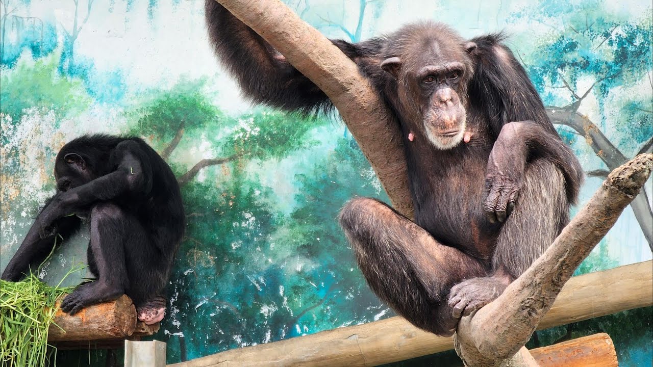 リッキー、ミナミ、レモン（Rickie, Minami and Lemon）　天王寺動物園　チンパンジー　202307