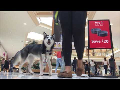 Video: Husky Service Dog Blir Helt For å Redde Forlatte Kattunger