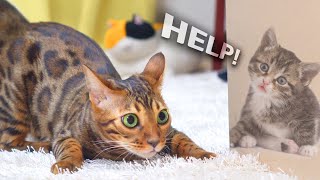 Cat VS Trapped Kitten BoxㅣDino cat