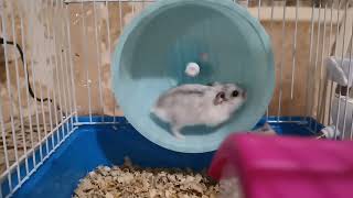 🐹САМЫЙ БЫСТРЫЙ ХОМЯК БЕГАЕТ В КОЛЕСЕ //THE FASTEST HAMSTER RUNS ON THE WHEEL