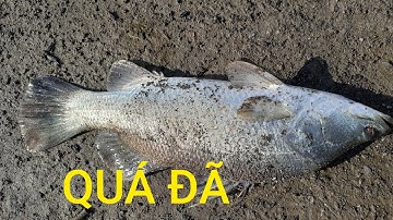 Câu cá chẽm Cần Giờ || Barramundi Fishing district Can Gio || Thiên Nhiên Muôn Loài