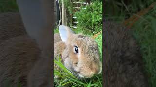 Watch Inquisitive Rabbit Munch Grass Asmr | Bunny Tv 🌿🐰