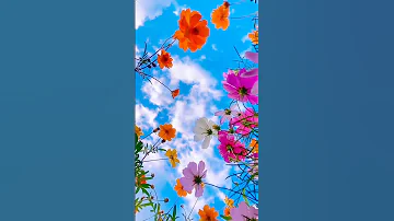 spring 🌱🌼 beautiful flowers short video #nature #beauty # viral