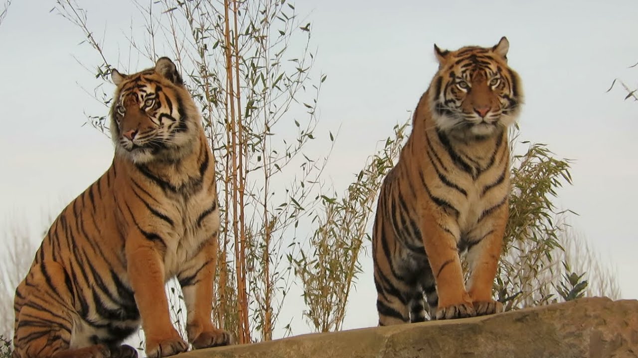 The Big Cats At Chester Zoo YouTube