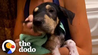 Skinny Dog Found On The Side Of The Road is Now A Big Sister to Foster Kittens | The Dodo