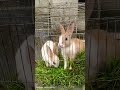 #rabbit