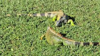 Battle of the Iguanas #iguana #lizard #battle #challenge #dinosaur