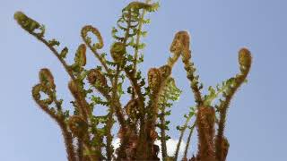 Fern crosiers unfurling time lapse. Dryopteris affinis cristata 'The King' 4K #ferns#timelapse#king by Neil Bromhall 1,172 views 11 months ago 50 seconds