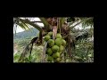 Hilltop Planting Coconut (Kelapa Pandan) @Broga