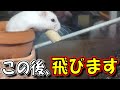 着地するのは“土”だから安心です【土産子/ジャンガリアンハムスター/かわいい/飼い方/土飼育/ペット/小動物/Keeping a hamster in the soil】