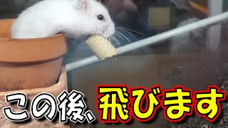 着地するのは“土”だから安心です【土産子/ジャンガリアンハムスター/かわいい/飼い方/土飼育/ペット/小動物/Keeping a hamster in the soil】