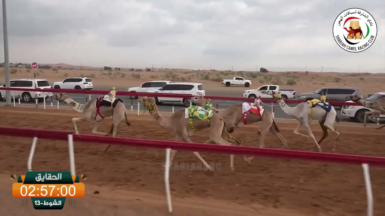 ميــدان الذيد - ش 13 الحقايق 17/01/2026 أرباح لـ راشد مهير سعيد خصوني الكتبي.  التوقيت: 