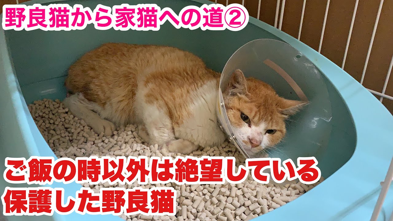 絶望した顔でトイレに寝ている 退院から3日目 4日目 怪我した野良猫の保護について Youtube