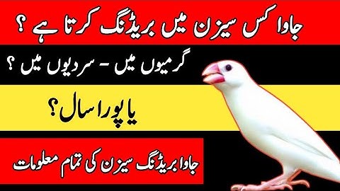Java Sparrow Breeding Season | Java Finch Breeding Tips | Mini Zoo