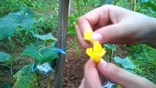 Selfing method in PLANT BREEDING