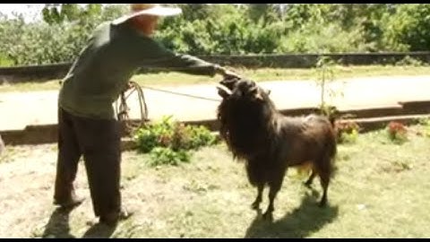 Doc Nielsen treats a cute goat | Born to be Wild
