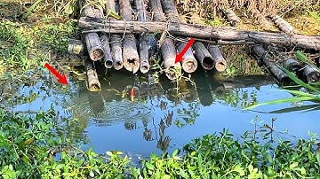 Câu cá chẽm , Câu cá bóng đục giật một lần hai con chưa bao giờ cá nhiều, to như vậy @HuyFishingVlog