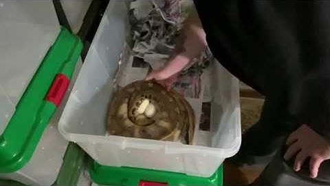 Episode 21: Borneo short tail python eggs are HERE!