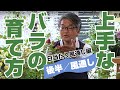 【バラの育て方】「日当たり風通し編」(後半／風通し)（2020/5/12）