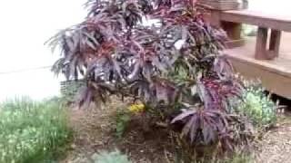 Garden (and flowers) Update 6-15-2010