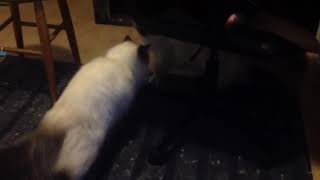 Dramatic Birman Cat Fight