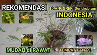 Recommendations for 10 Indonesian Dendrobium Orchids that are easy to care for