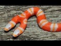 Most SHOCKING Animal Mutations Around The World!