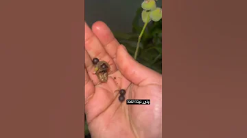 بذور نبتة الكنة الزراعة Fyp الزراعة المنزلية تجذير اصفر نبات الكنا زهور جمال نبات زراعة 