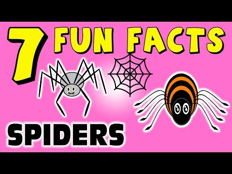 7 FUN FACTS ABOUT SPIDERS! FUN FACTS FOR KIDS! Learning! Learning Colors! Fun! Funny! Sock Puppet!