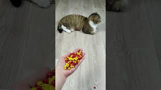 Cat Barsik🐱💎🐶 Satisfying reverse video ASMR