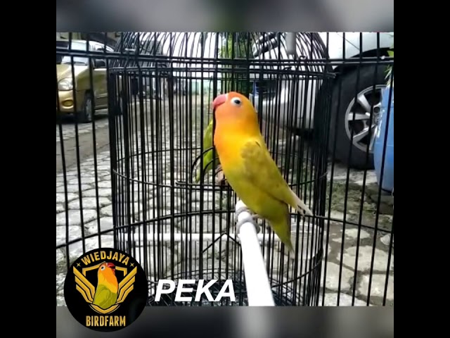 SUARA LOVEBIRD - “PEKA” Wiedjaya lovebird shop Jogja class=