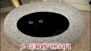 Приколы с котами! СМЕШНЫЕ КОТЫ С ОЗВУЧКОЙ! Самые Смешные Животные!