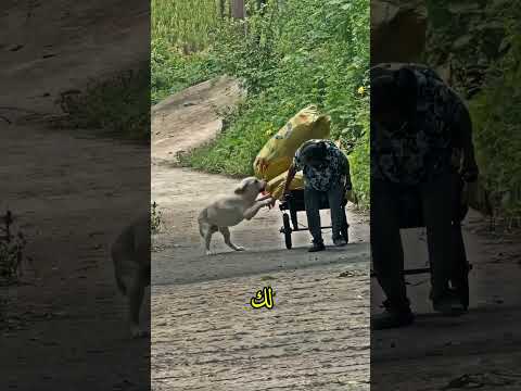 شاهدوا كيف استطاع كريس مساعدة الجدة في حمل الأثقال  قصص اكسبلور