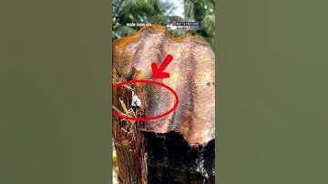 Cây dừa bị tôn cắt đứt lìa ở Đắk Lắk: Chủ nhà khẳng định là thật, không phải dàn dựng  #docvithegioi