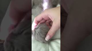 Британские вислоухие котята (британцы в месяц) | British shorthair kitty Британские вислоухие котята (британцы в месяц) | British shorthair kitty