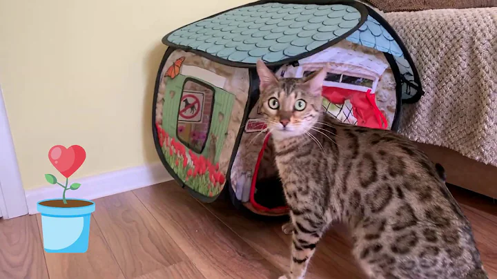 Watch the video about Grandroyalbengals.com Bengal Kittens in the Kong House 😸😹😺