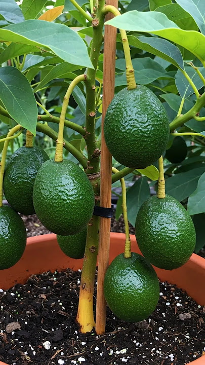 🌿Tumbuhkan Pohon Alpukat Lebih Cepat dengan Tips Sederhana Ini!