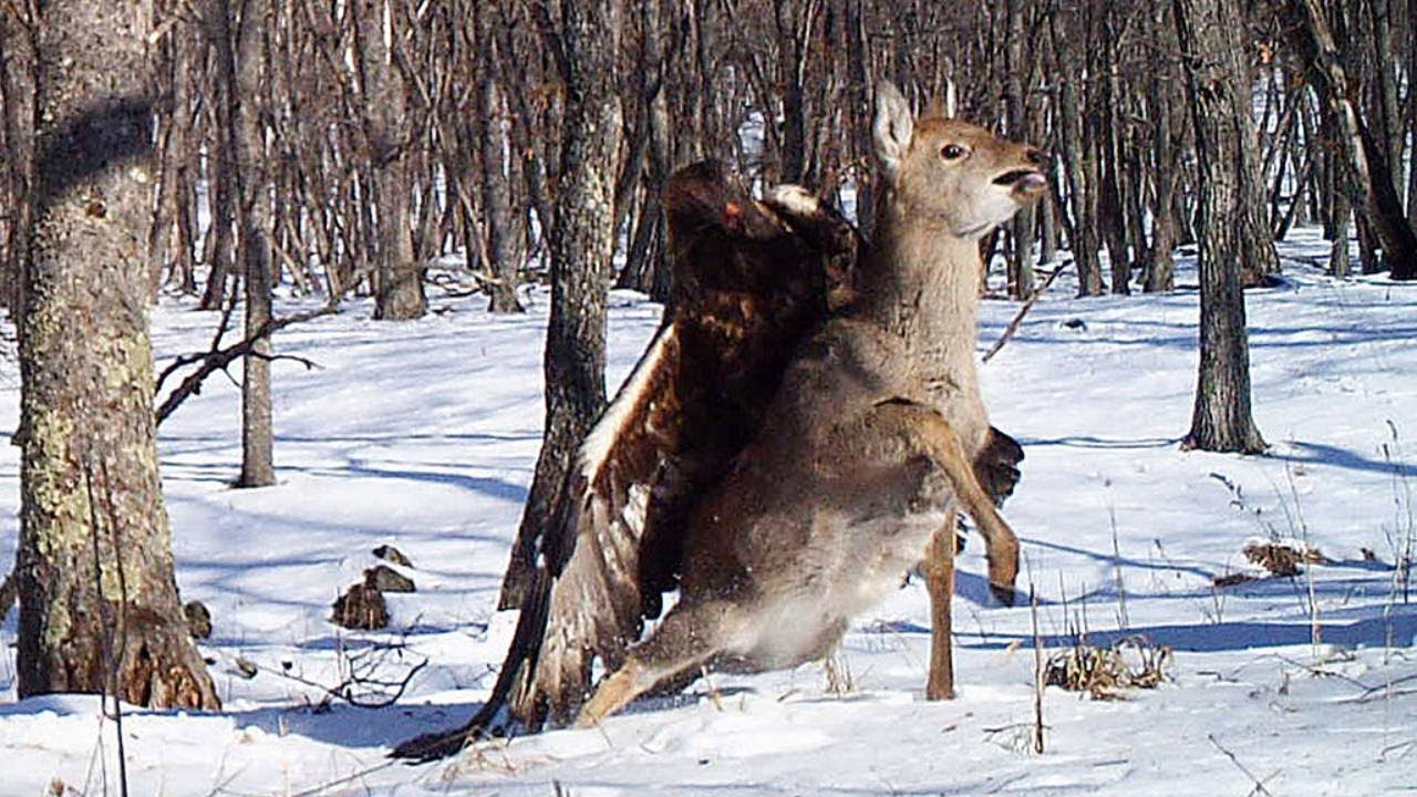 Враг оленя. Охотничьи животные.