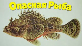Самая опасная рыба Чёрного моря, которую лучше обходить стороной
