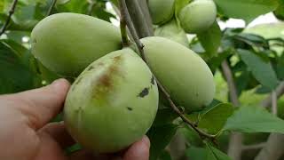 PawPaws - Maria's Joy - Meet the Cultivar Series - 02- Asimina triloba Resimi